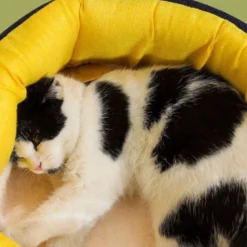 Caseta Para Tu Mascota Carita Soriente 35 Cm X 45 Cm -Pet Tienda a3d3c34fec184192b389ae4a15027c56 1