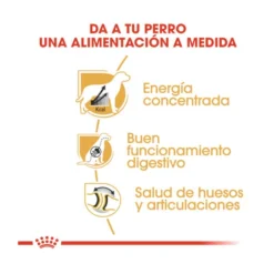 Royal Canin Adult Great Dane Pienso Para Perros -Pet Tienda pienso perro royal canin gran danes ROY158464 M 6