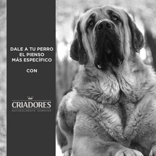Criadores Adulto Light Pienso Para Perros De Raza Grande Y Mediana - Imagen 5