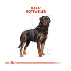 Royal Canin Adult Rottweiler Pienso Para Perros -Pet Tienda pienso perros royal canin adult rottweiler 41705 M 4