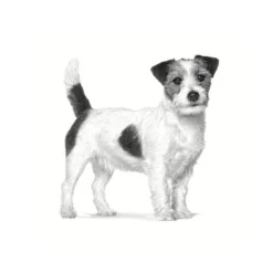 Royal Canin Anallergenic Small Pienso Para Perros -Pet Tienda pienso perros royal canin anallergenic small ROY3317200 3.jpg