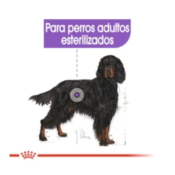 Royal Canin Sterilised Maxi Pienso Para Perros -Pet Tienda pienso perros royal canin maxi sterilised ROY153764 M205