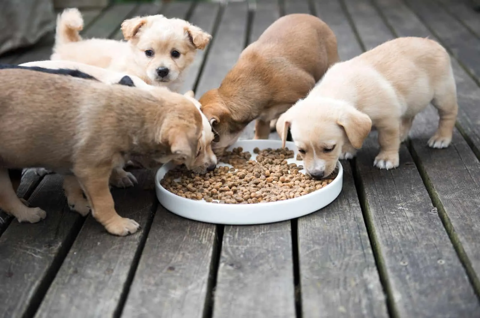 Pet Tienda -Pet Tienda puppies eating food